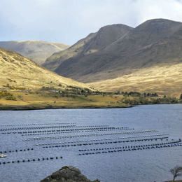 The fastest growing agricultural industry in Ireland is Aquaculture