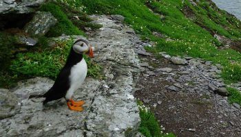 Puffins on the Skellig Islands 