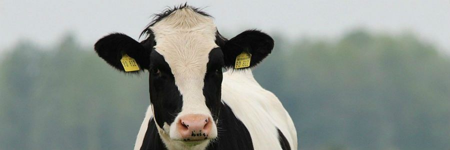 A Holstein cow pictured on one of our Dairy Tours of Ireland