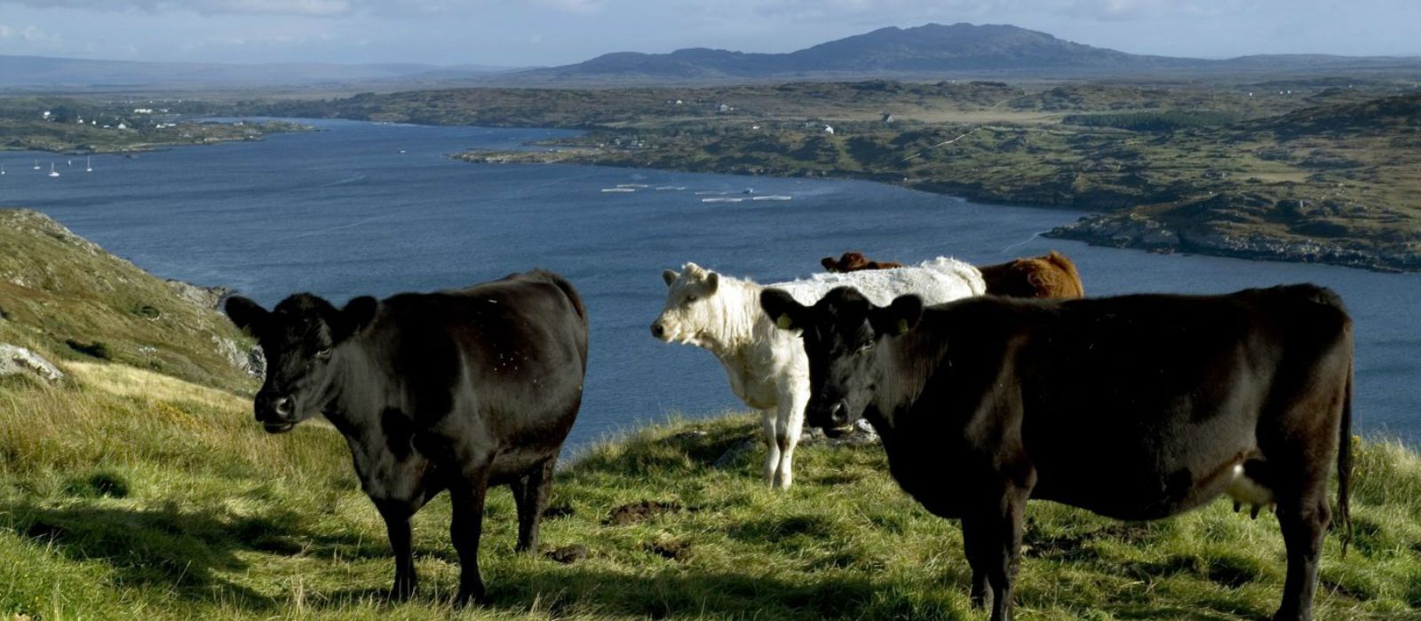 Agricultural Tours by Discover Ireland Tours Destination Management Company