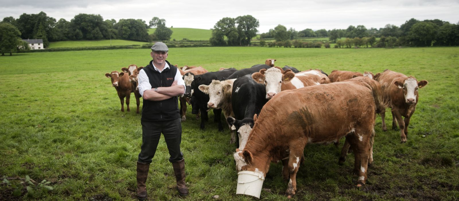 Beef Farm Tours by Discover Ireland Tours Destination Management Company