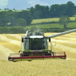 The best land in Ireland is kept for Tillage