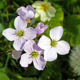 Garden Tours of Ireland