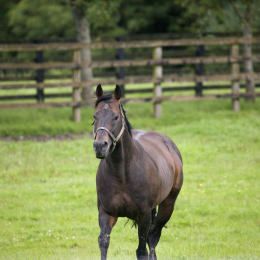 Ireland is famous for its champion horses 