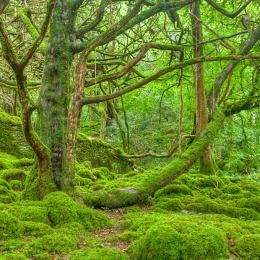 Coillte run Irish Timber Farming