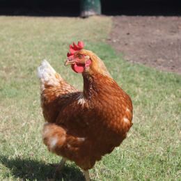 Geese and poultry are important for their meat and eggs