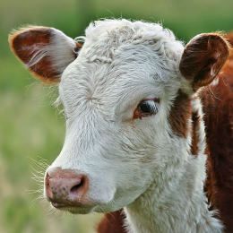 sheep farm tours ireland