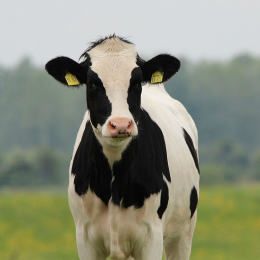 Dairy Cows as seen on our Farm Tours of Ireland 