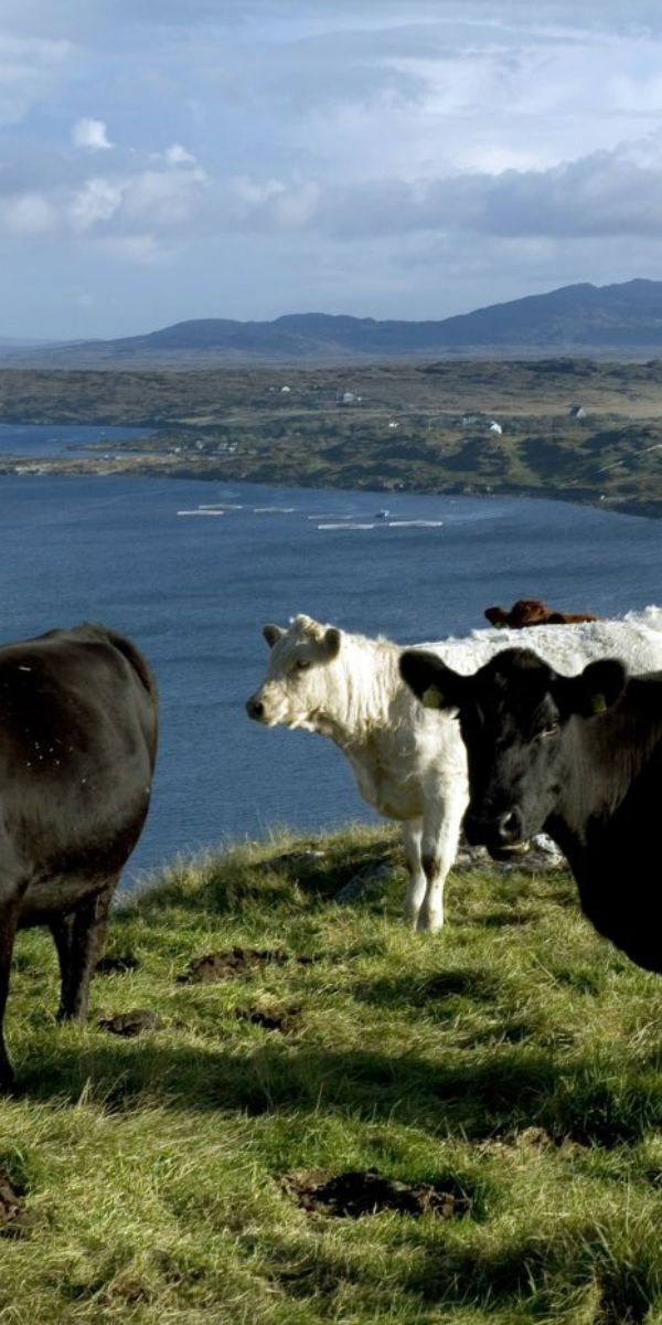 Agricultural Tours by Discover Ireland Tours Destination Management Company