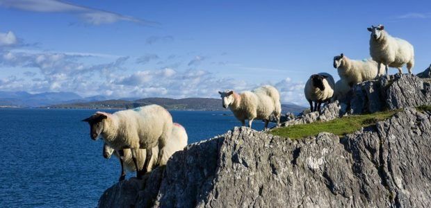 Irish beef farm special interest tours