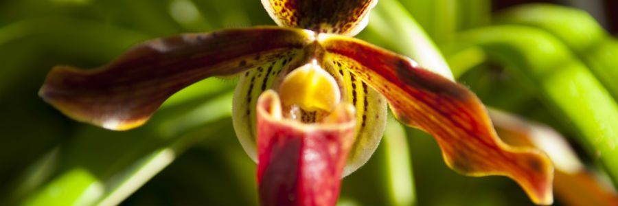 Prized Orchid at The National Botanical Gardens in Dublin was founded in 1795 by the Royal Dublin Society