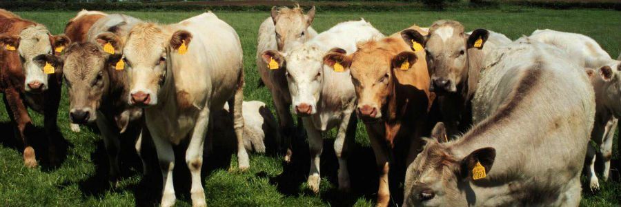 Cattle on one of our Beef farm tours