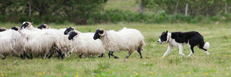 A border collie herding Irish Sheep as seen on our agricultural tours of Ireland