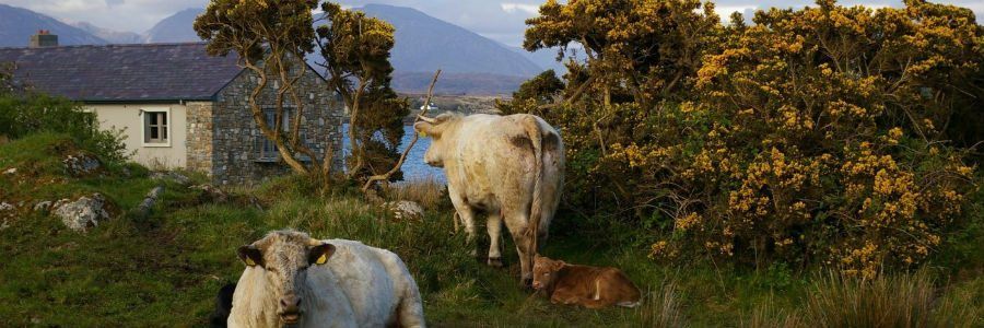 Cattle pictured on our beef tours of Ireland