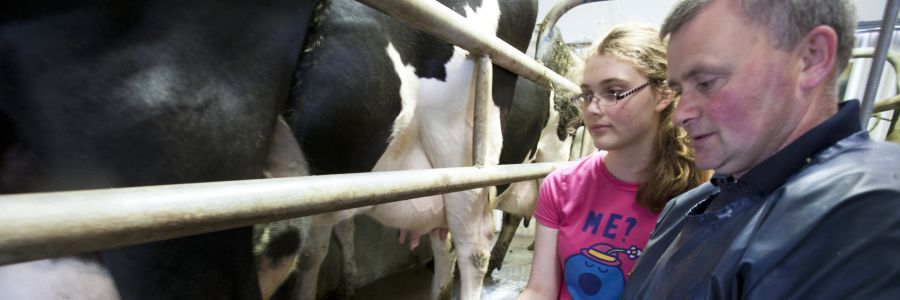 Farmer Milking Cows in County Clare Ireland