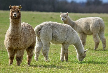 secret valley wildlife park, Clonroche, Co. Wexford 