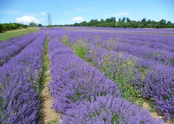 Wexford Lavender Farm, Gorey, Co Wexford